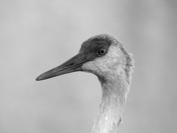 Close-up of a bird