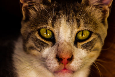 Close-up portrait of cat