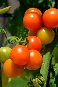 Close-up of cherry tomatoes ripening on the vine