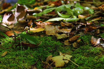 Close-up of dry leaves on field