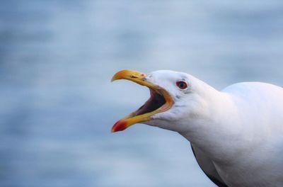 Close-up of seagull perching outdoors