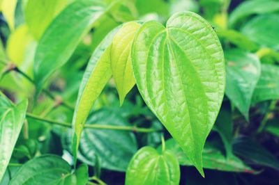 Close-up of green leaves