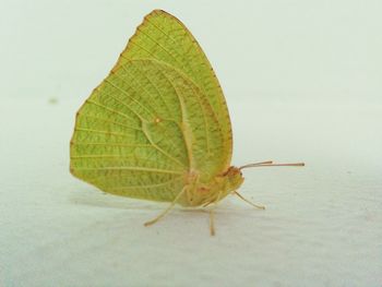 Close-up of insect on leaf