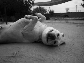 Close-up of dog lying down