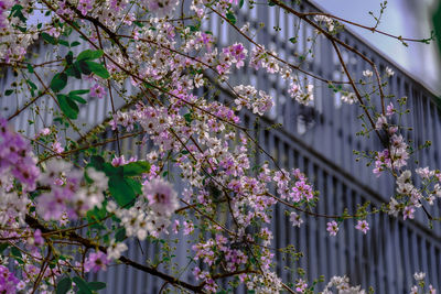 Cherry blossoms in spring