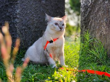 Portrait of a cat on field