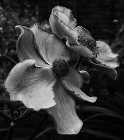 Close-up of flowers