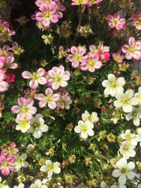 High angle view of pink flowers in park