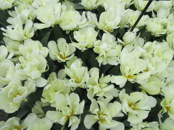 Full frame shot of flowering plants