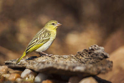 Close-up of bird perching on rock