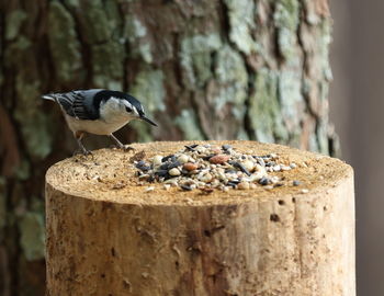 Close-up of bird perching on wood