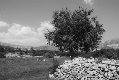 Trees on field against sky