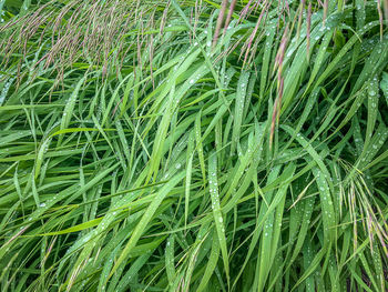 Full frame shot of fresh green grass