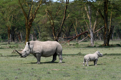 Two rhinos in the wild in kenya