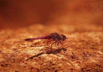 Close-up of insect on rock