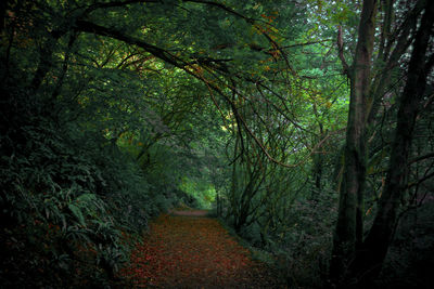 Footpath amidst trees in forest