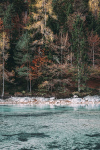 Scenic view of lake in forest