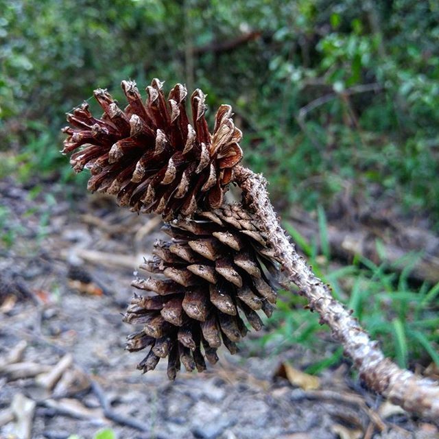 close-up, pine cone, focus on foreground, growth, nature, dry, plant, dead plant, dried plant, spiked, uncultivated, brown, fragility, day, field, outdoors, beauty in nature, selective focus, no people, mushroom