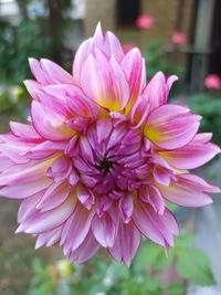 Close-up of pink dahlia