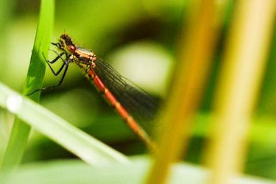 Close-up of damselfly on leaf