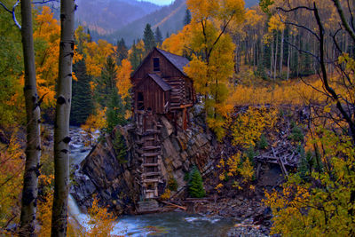 Built structure by trees and plants in forest during autumn