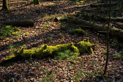 Close-up of roots on field in forest