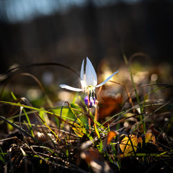 Close-up of purple flowering plant growing on field