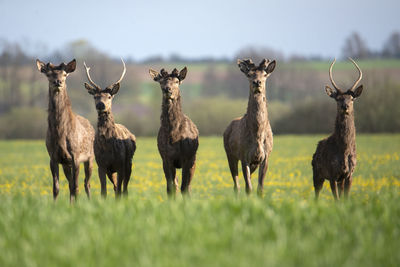 Red deer standing on field