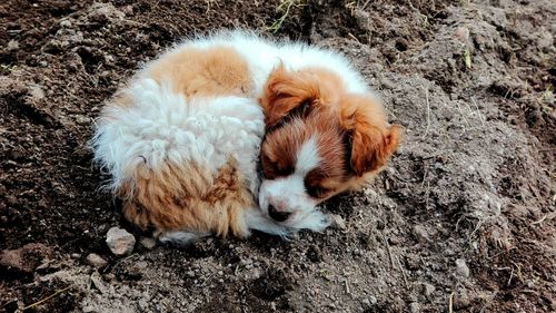 High angle view of dog relaxing on field