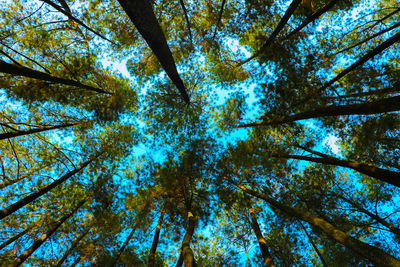 Low angle view of trees in forest