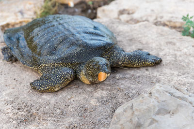 Close-up of lizard on rock