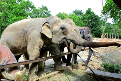 View of elephant in zoo