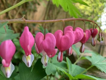 Close-up of pink flowering plants