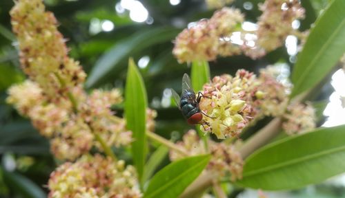 Close-up of bee pollinating on flower