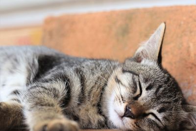 Close-up of cat sleeping