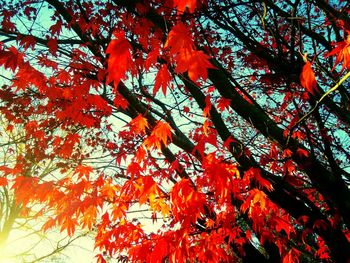 Low angle view of tree against sky