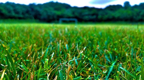 Scenic view of grassy field