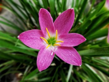 Close-up of crocus blooming outdoors