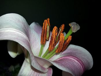 Close-up of flowering plant against black background