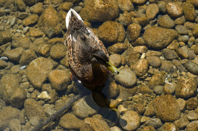 Duck swimming in lake with pebbles 