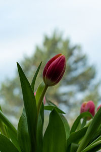 Close-up of red tulip