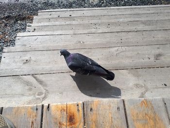 High angle view of pigeon perching on wood