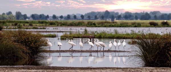 Spoonbills at water filled farm