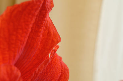 Close-up of red orange flower head