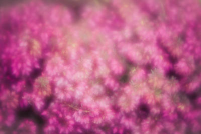 Close-up of pink flower