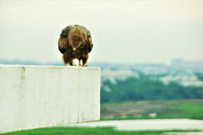 Bird perching on a wall