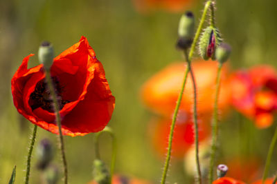 Close-up of red poppy blooming outdoors