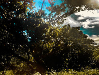 Low angle view of trees against sky