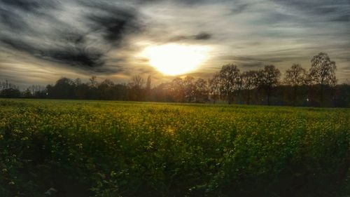 Scenic view of field against sky during sunset
