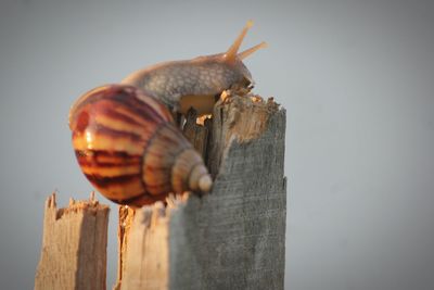 Close-up of snail on wood